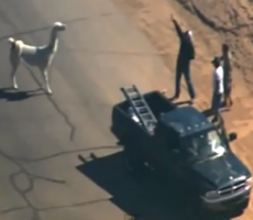Best Of Llama Chase 2015