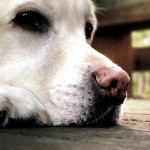 The Inner Monologue Of A Dog At A Bar