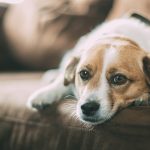 Awful Apartment Tenant Writes The Most Heartless 'Letter To The Editor' Ever