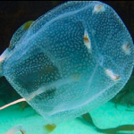 Screen Shot 2017-01-12 at 12.14.36 AM