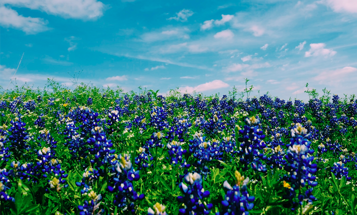 Displaced Texan Chronicles: Why Texas?