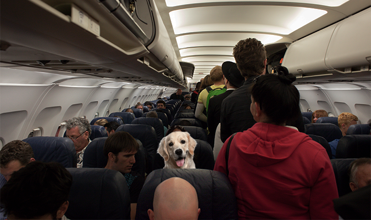 It's Time We Have An Open Conversation About "Emotional Support" Animals